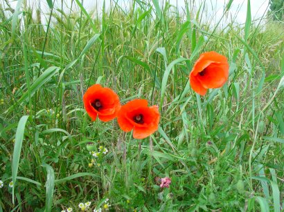 Poppies in a Field - Ken and Pam Linge